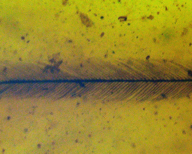 希少性マックス！！一体何の羽毛なのか・・・。およそ１億年前の生物の羽毛を内包したミャンマー産琥珀、ビルマイト（Burmite）（その6）