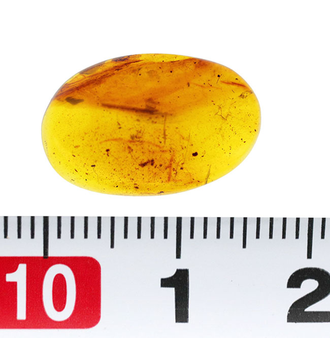 激レア！！羽毛入りビルマ琥珀 琥珀コレクター必見！驚愕の逸品、およそ1億年前の生物の「羽毛