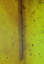 希少性マックス！！一体何の羽毛なのか・・・。およそ１億年前の生物の羽毛を内包したミャンマー産琥珀、ビルマイト（Burmite）