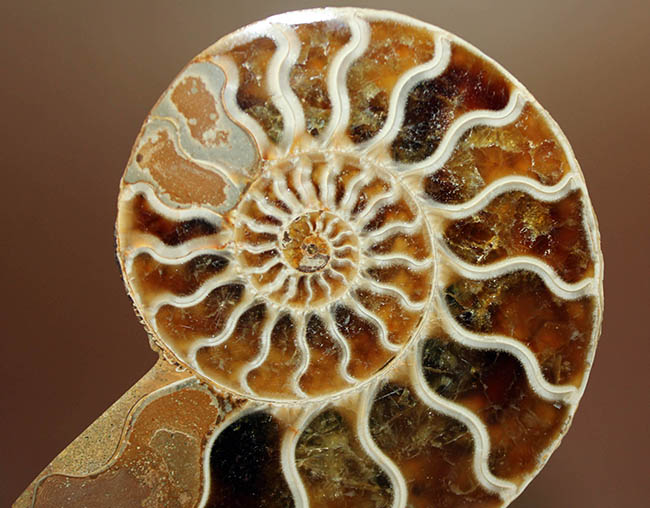 ハーフカット標本の優等生、マダガスカル産のアンモナイトのクレオニセラスの磨き化石（その12）