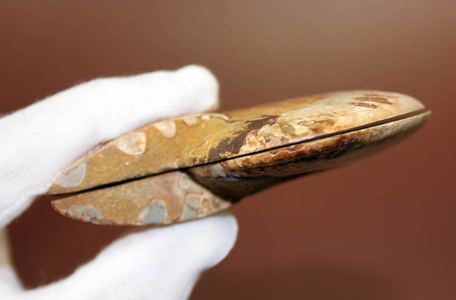 ハーフカット標本の優等生、マダガスカル産のアンモナイトのクレオニセラスの磨き化石（その14）
