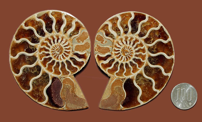 ハーフカット標本の優等生、マダガスカル産のアンモナイトのクレオニセラスの磨き化石（その15）