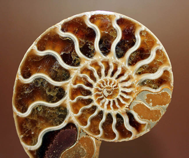 ハーフカット標本の優等生、マダガスカル産のアンモナイトの