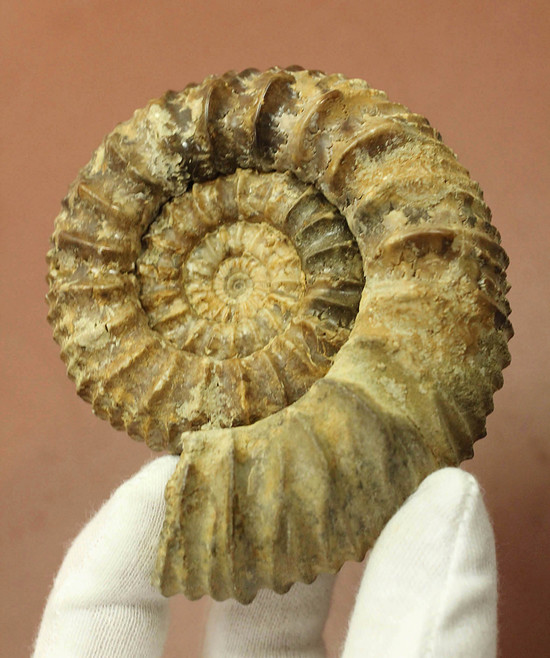 希少種!ロシアのアンモナイトの希少種パブロヴィア(Pavlovia sp.)の上等品(その1)