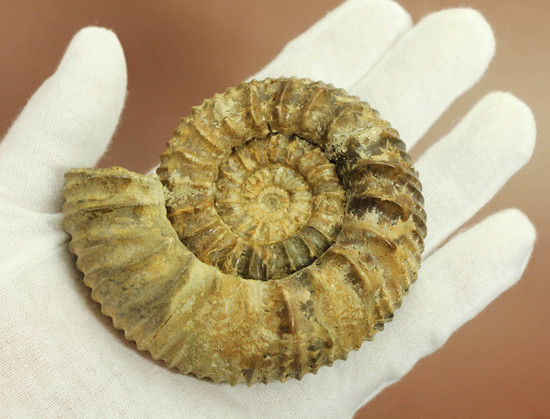 希少種!ロシアのアンモナイトの希少種パブロヴィア(Pavlovia sp.)の上等品(その12)