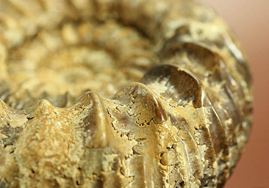 希少種!ロシアのアンモナイトの希少種パブロヴィア(Pavlovia sp.)の上等品(その13)