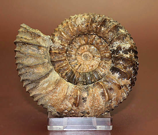 希少種!ロシアのアンモナイトの希少種パブロヴィア(Pavlovia sp.)の上等品(その14)