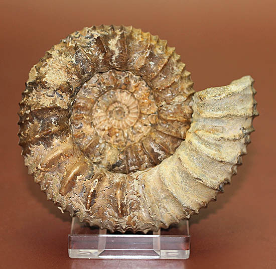 希少種!ロシアのアンモナイトの希少種パブロヴィア(Pavlovia sp.)の上等品(その15)