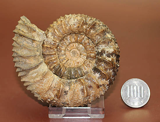 希少種!ロシアのアンモナイトの希少種パブロヴィア(Pavlovia sp.)の上等品(その16)