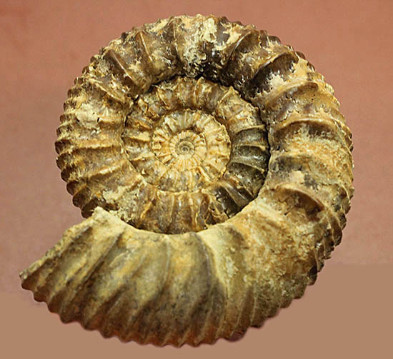 希少種!ロシアのアンモナイトの希少種パブロヴィア(Pavlovia sp.)の上等品(その2)