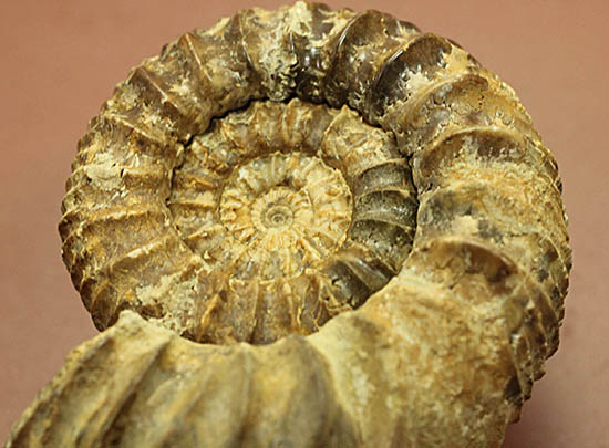 希少種!ロシアのアンモナイトの希少種パブロヴィア(Pavlovia sp.)の上等品(その3)