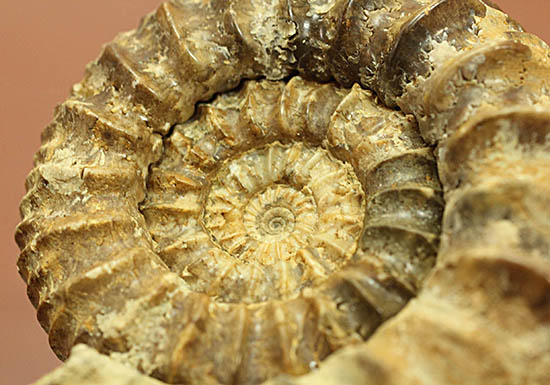 希少種!ロシアのアンモナイトの希少種パブロヴィア(Pavlovia sp.)の上等品(その4)