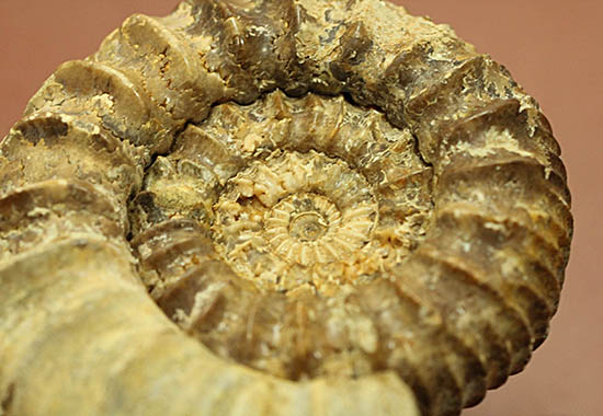 希少種!ロシアのアンモナイトの希少種パブロヴィア(Pavlovia sp.)の上等品(その5)