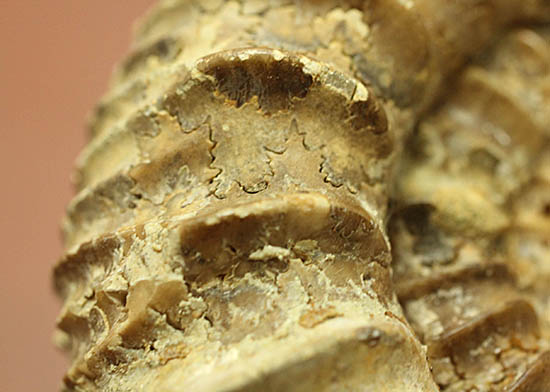 希少種!ロシアのアンモナイトの希少種パブロヴィア(Pavlovia sp.)の上等品(その7)