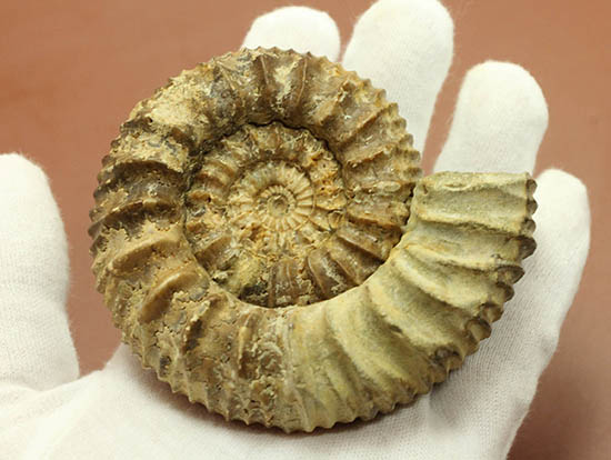 希少種!ロシアのアンモナイトの希少種パブロヴィア(Pavlovia sp.)の上等品(その8)