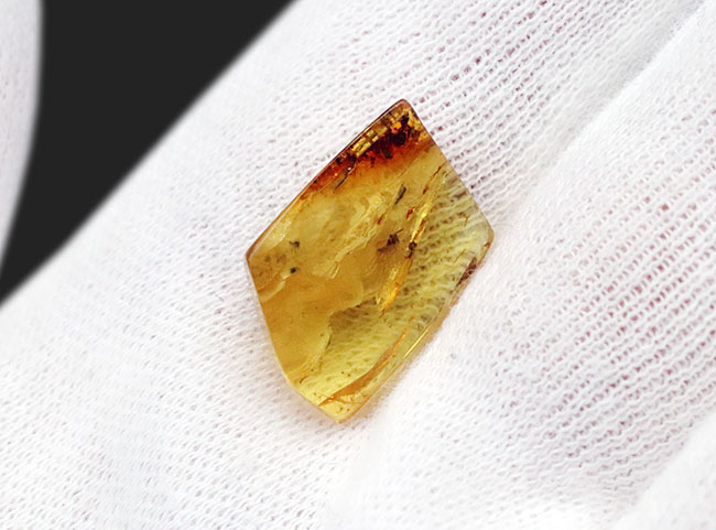 透明度、高い！ユスリカ科の虫が内包されたバルティックアンバー（Amber）（その3）