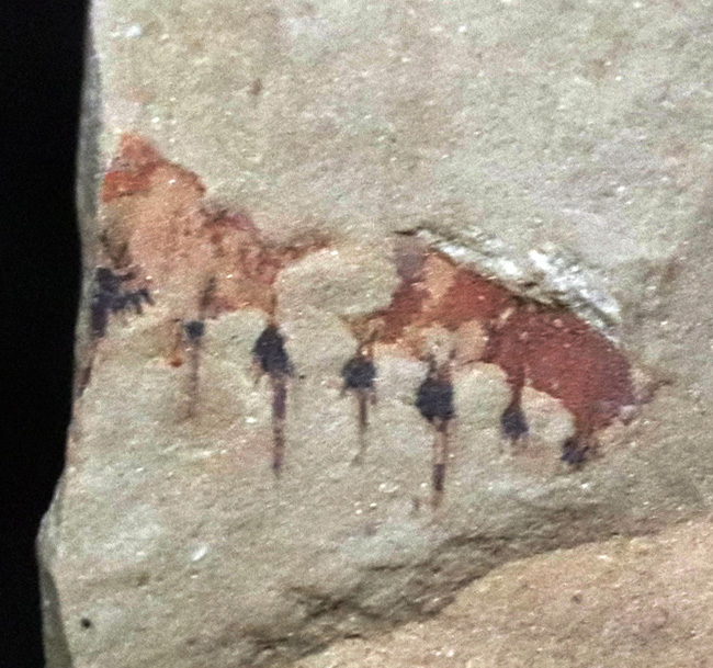 希少！およそ5億年前の食物連鎖の頂点、アノマロカリス（Anomalocaris