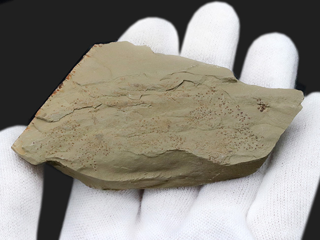 希少！およそ５億年前の食物連鎖の頂点、アノマロカリス（Anomalocaris）の触手の部分化石（その4）