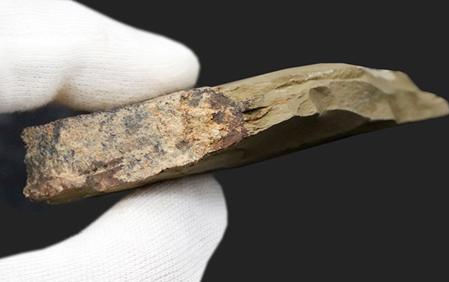 化石 澄江産 アノマロカリスの腕 博物館級 実物 値段交渉可能