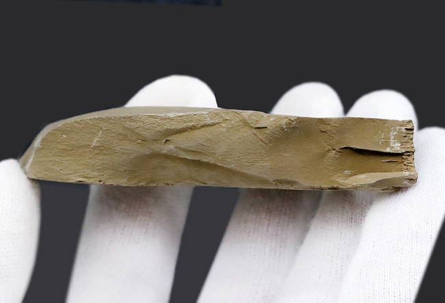 化石 澄江産 アノマロカリスの腕 博物館級 実物 値段交渉可能 2025年最新】アノマロカリス 化石の人気アイテム - メルカリ