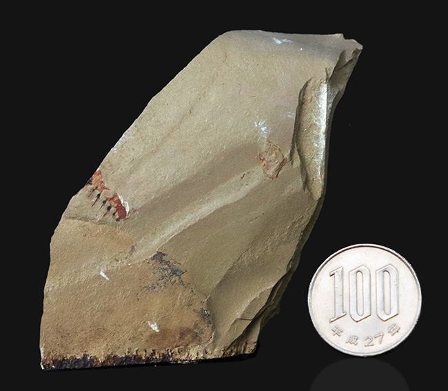 希少！およそ５億年前の食物連鎖の頂点、アノマロカリス（Anomalocaris）の触手の部分化石（その8）