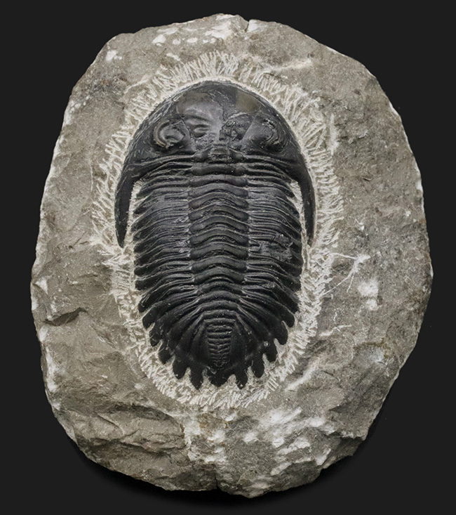 人気の三葉虫、左右の頬棘や尾部のフリルなど、その特徴がよく保存された美しいメタカンティナの化石（その1）