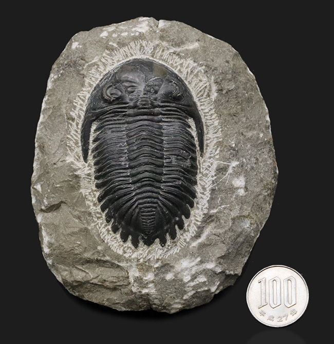 人気の三葉虫、左右の頬棘や尾部のフリルなど、その特徴がよく保存された美しいメタカンティナの化石（その11）