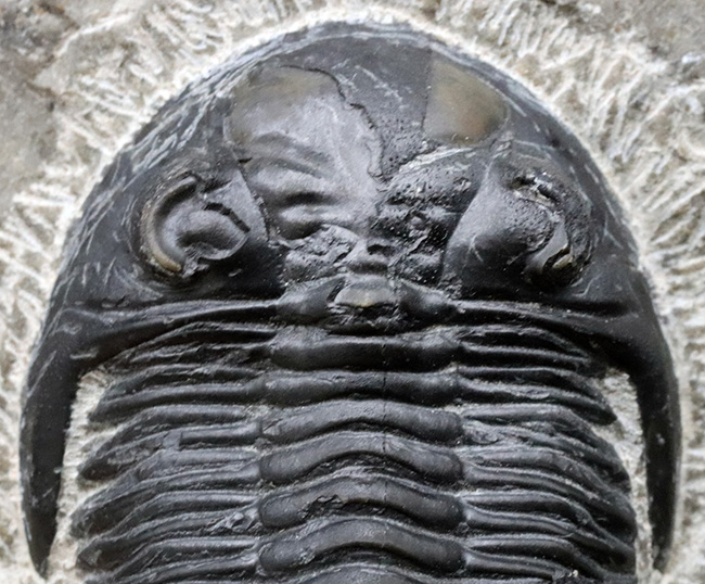 人気の三葉虫、左右の頬棘や尾部のフリルなど、その特徴がよく保存された美しいメタカンティナの化石（その3）