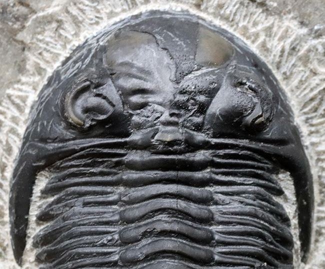 人気の三葉虫、左右の頬棘や尾部のフリルなど、その特徴がよく保存された美しいメタカンティナの化石(その3)