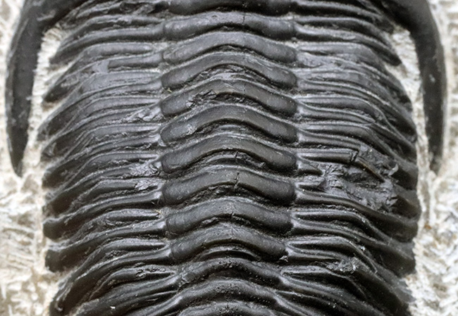 人気の三葉虫、左右の頬棘や尾部のフリルなど、その特徴がよく保存された美しいメタカンティナの化石（その4）