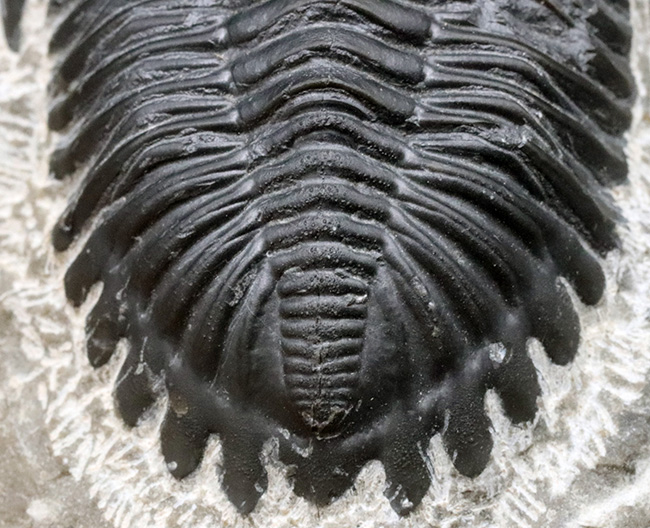 人気の三葉虫、左右の頬棘や尾部のフリルなど、その特徴がよく保存された美しいメタカンティナの化石(その5)