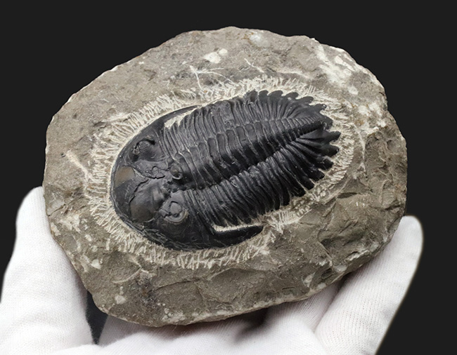 人気の三葉虫、左右の頬棘や尾部のフリルなど、その特徴がよく保存された美しいメタカンティナの化石(その6)