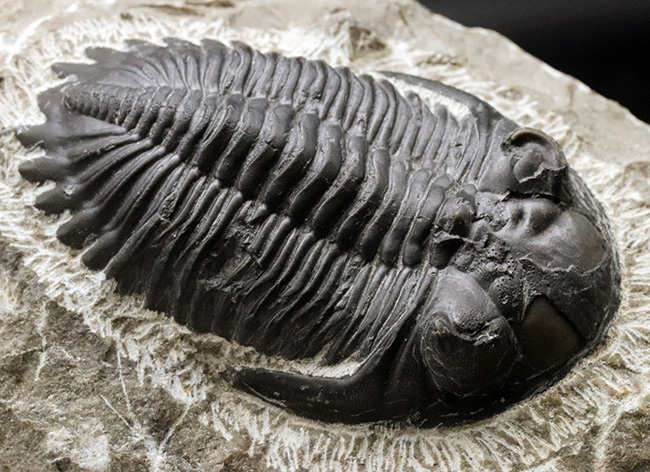 人気の三葉虫、左右の頬棘や尾部のフリルなど、その特徴がよく保存された美しいメタカンティナの化石(その7)
