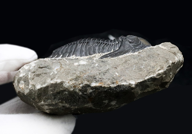 人気の三葉虫、左右の頬棘や尾部のフリルなど、その特徴がよく保存された美しいメタカンティナの化石（その8）