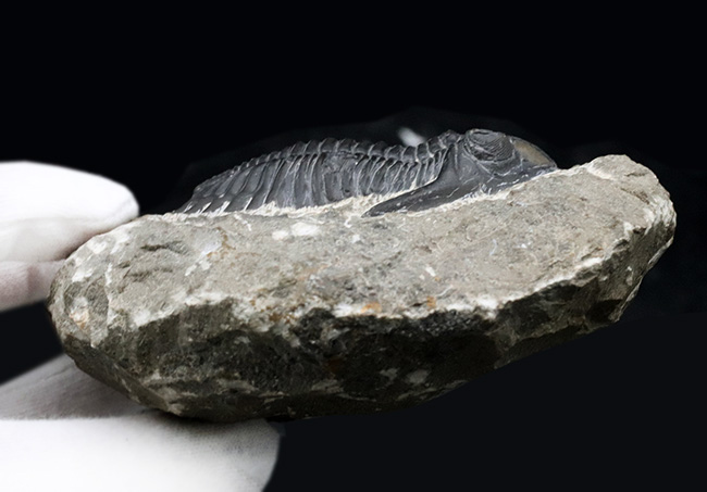 人気の三葉虫、左右の頬棘や尾部のフリルなど、その特徴がよく保存された美しいメタカンティナの化石(その8)