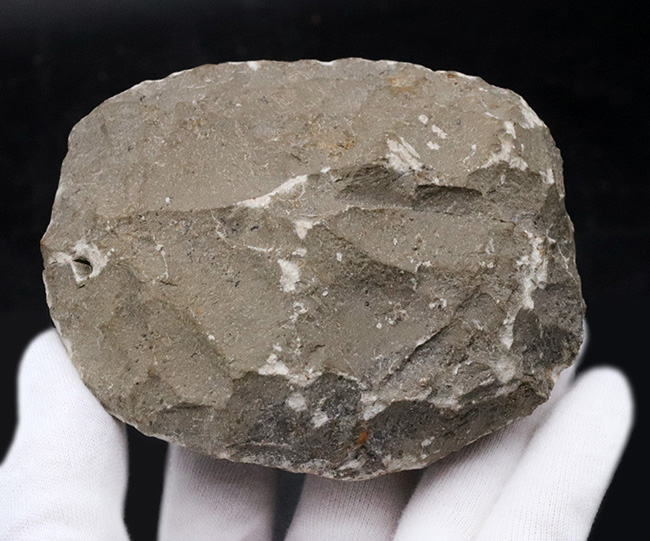 人気の三葉虫、左右の頬棘や尾部のフリルなど、その特徴がよく保存された美しいメタカンティナの化石(その9)