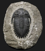 人気の三葉虫、左右の頬棘や尾部のフリルなど、その特徴がよく保存された美しいメタカンティナの化石