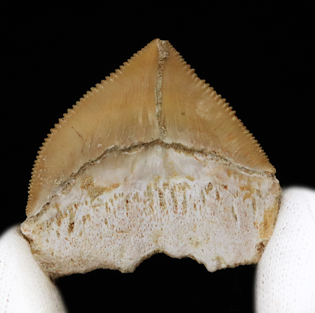 セレーションの保存状態抜群!白亜紀に生息していた大きな軟骨魚類、スコアリコラックス(Squalicorax)の上質の歯化石(その2)