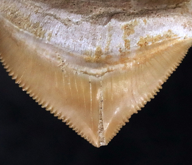 セレーションの保存状態抜群!白亜紀に生息していた大きな軟骨魚類、スコアリコラックス(Squalicorax)の上質の歯化石(その5)