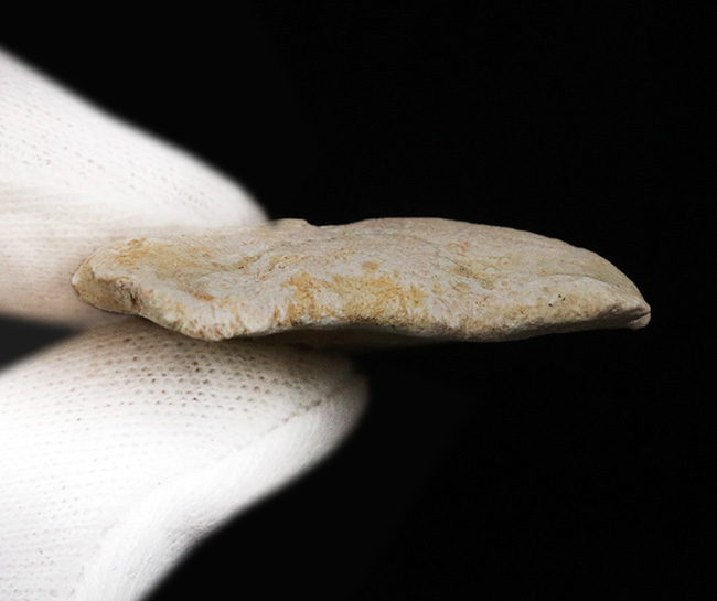 セレーションの保存状態抜群!白亜紀に生息していた大きな軟骨魚類、スコアリコラックス(Squalicorax)の上質の歯化石(その6)