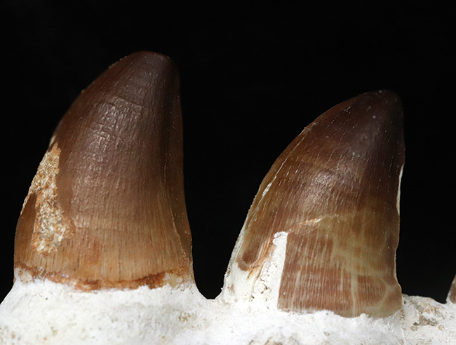 ズッシリと重い540グラム超え!白亜紀の海洋の巨獣:コレクショングレードの歯が備わった、モササウルス(Mosasaurus)の顎骨の化石(その3)