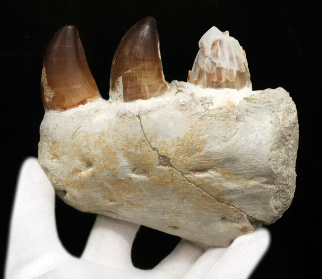 ズッシリと重い540グラム超え!白亜紀の海洋の巨獣:コレクショングレードの歯が備わった、モササウルス(Mosasaurus)の顎骨の化石(その4)