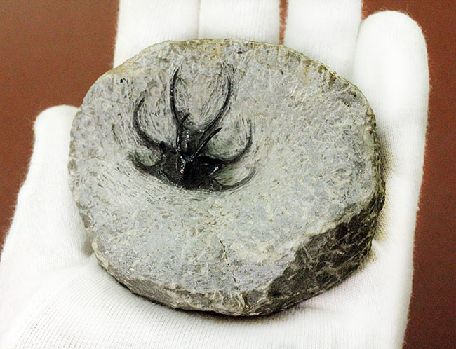 人気の希少種!モロッコ産三葉虫セラタルゲスの全身化石(その10)