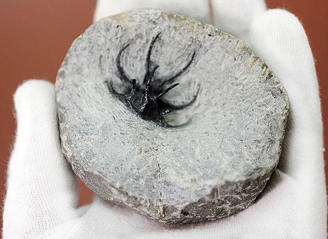 モロッコ産　三葉虫化石 鉱物・化石の京都ぎおん石