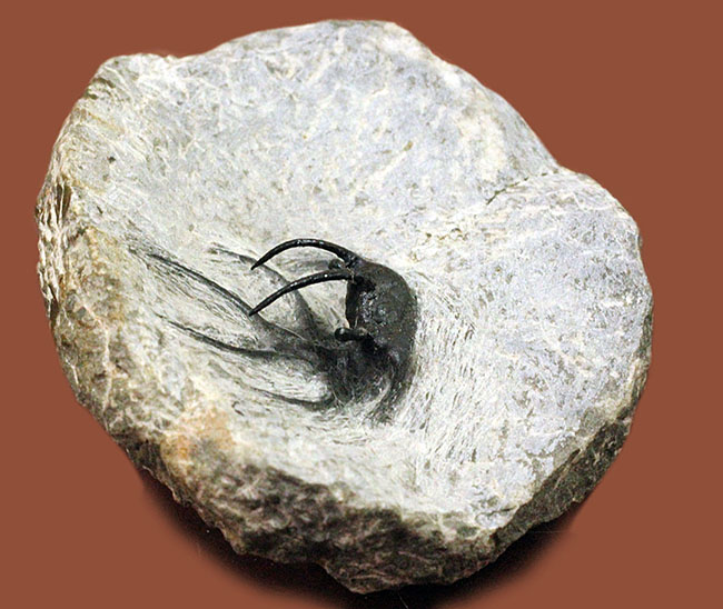 人気の希少種！モロッコ産三葉虫セラタルゲスの全身化石（その5）