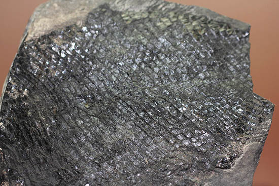 珍しい産地、ウロコ状の樹皮でよく知られる古代樹リンボク。オーストリア産。(その4)