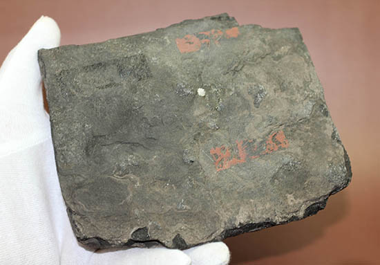珍しい産地、ウロコ状の樹皮でよく知られる古代樹リンボク。オーストリア産。(その5)