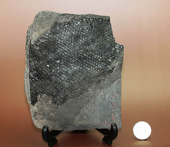 珍しい産地、ウロコ状の樹皮でよく知られる古代樹リンボク。オーストリア産。(その8)