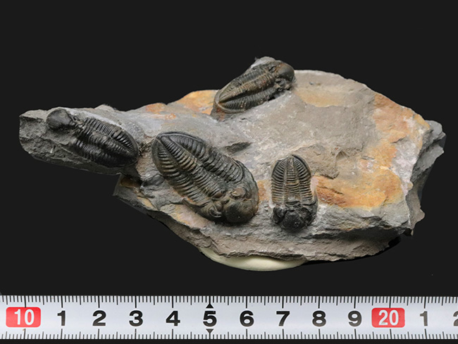 オールドコレクションでしか入手不可能であろう、極レア三葉虫