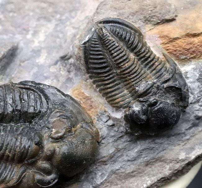 化石標本 三葉虫 希少種 スピニファー 特大 化石標本 三葉虫 希少種